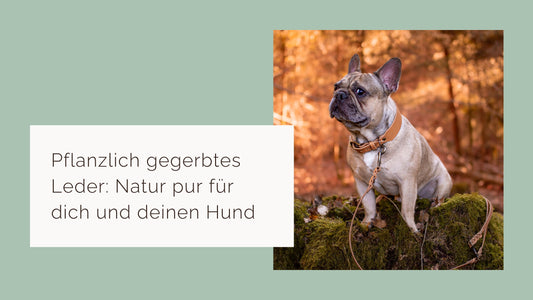 Pflanzlich gegerbtes Leder: Natur pur für dich und deinen Hund