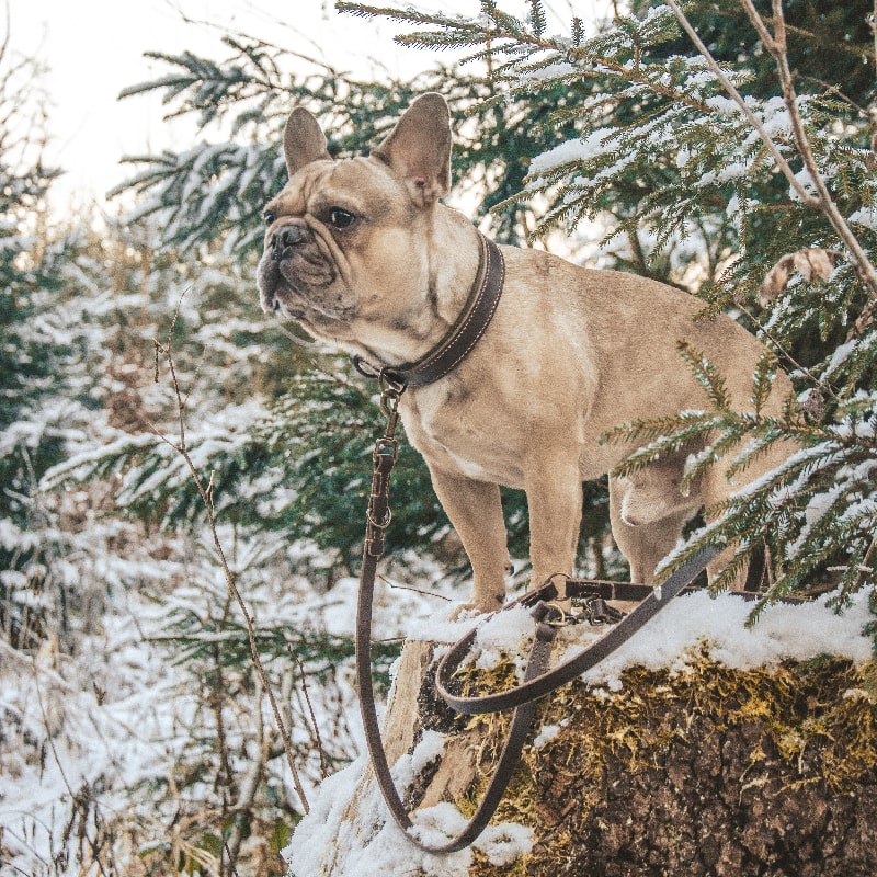 Lederleinen für Hunde mit Sattlernaht