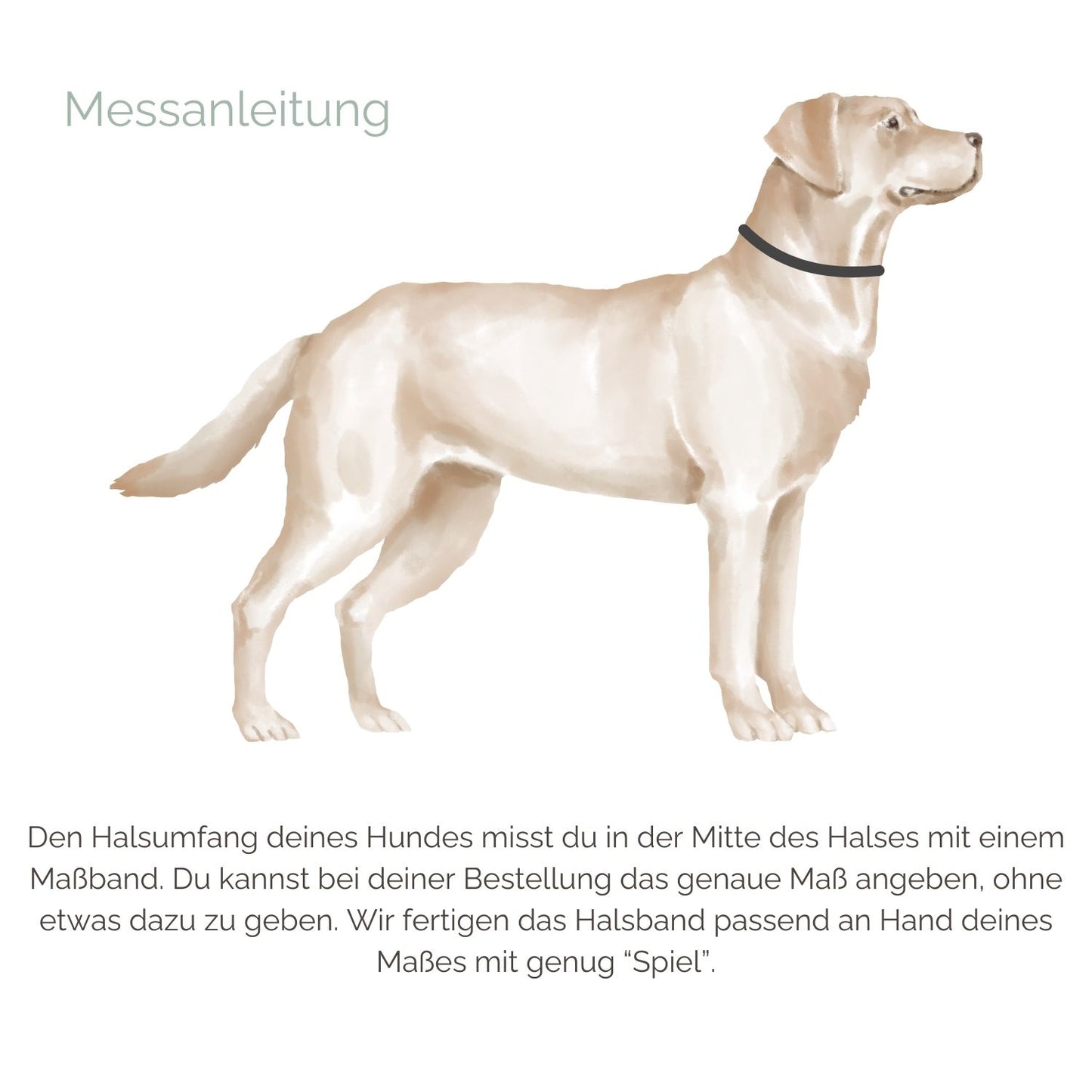 Hundehalsband für Hunde Messeanleitung Hundehalsband für Hunde Messeanleitung