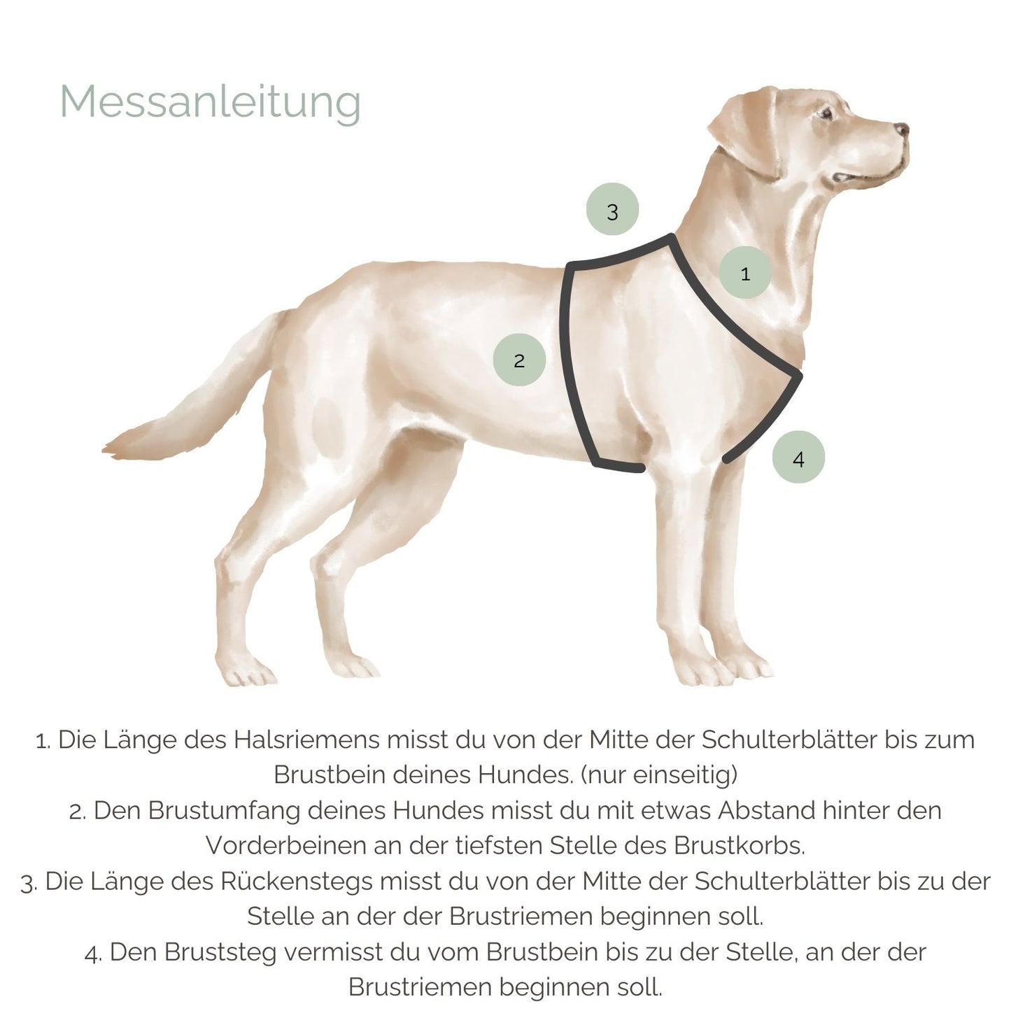 Messanleitung für Hundegeschirre aus Leder Messanleitung für Hundegeschirre aus Leder