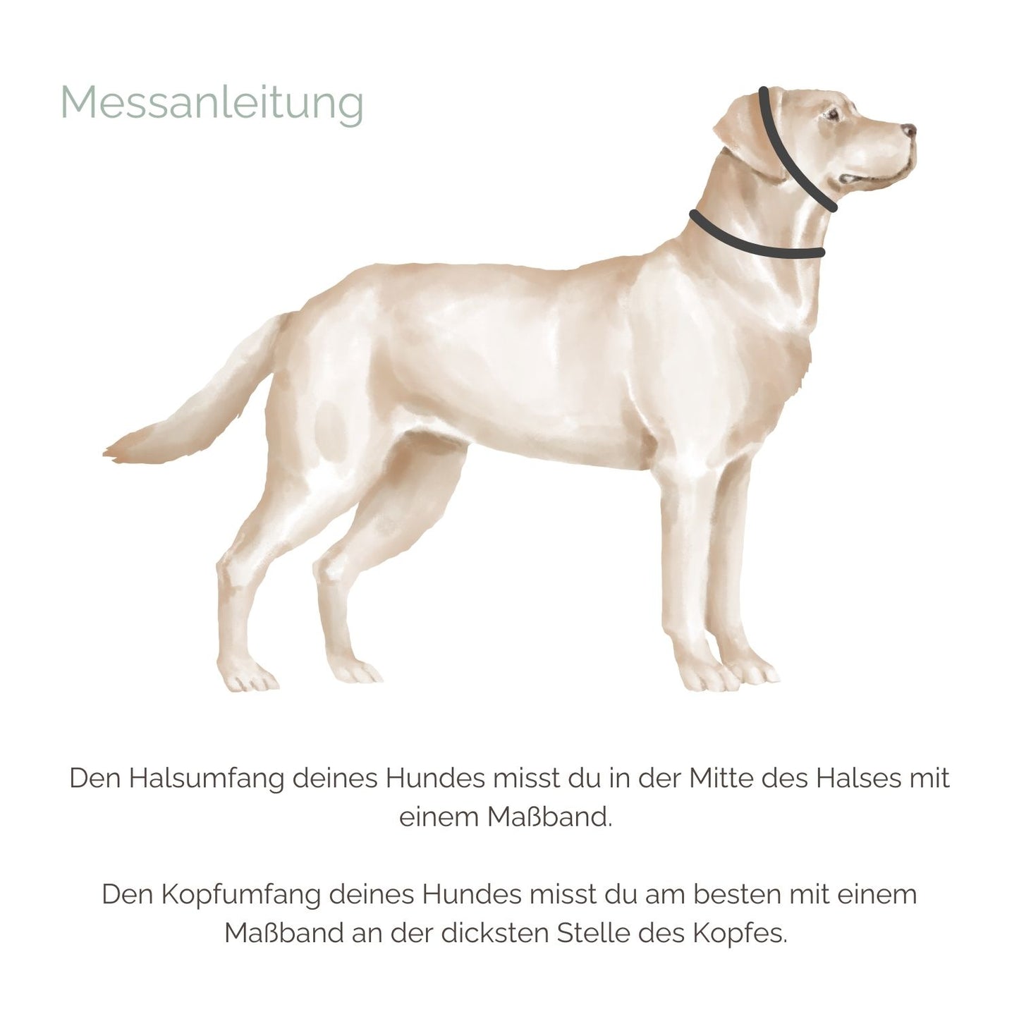 Zugstopp Hundehalsband Messanleitung Zugstopp Hundehalsband Messanleitung