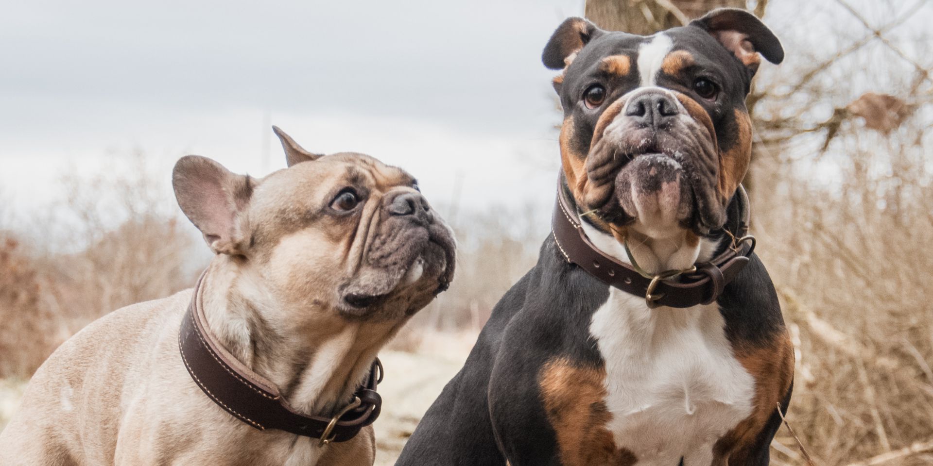 Halsband für französische Bolldoggen - Bullyhalsband