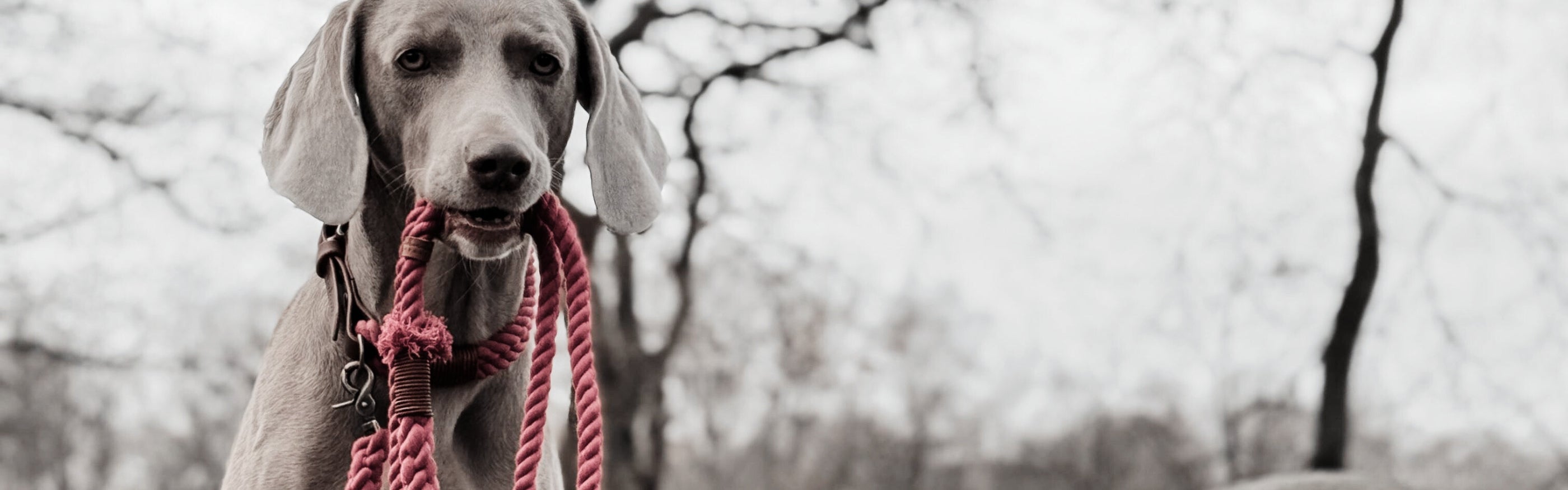 Tauleinen für Hunde