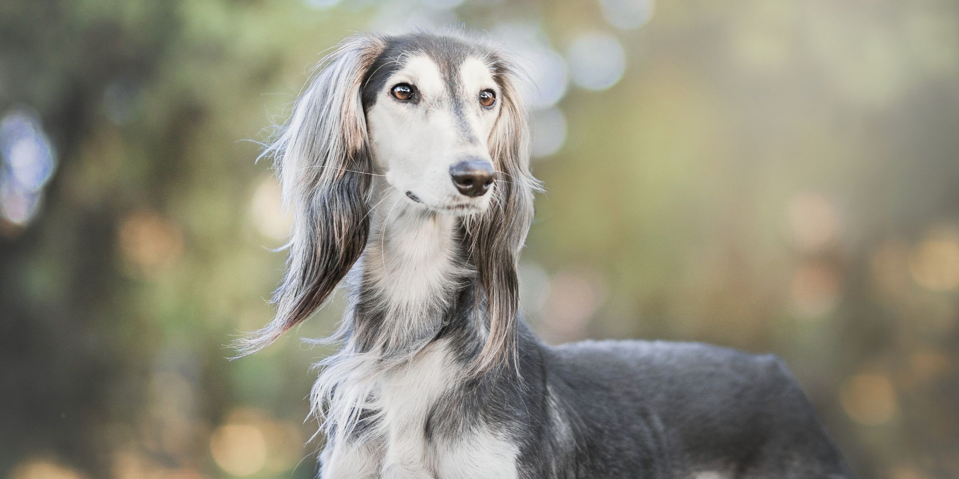 Halsbänder für Windhunde - Windhundhalsband