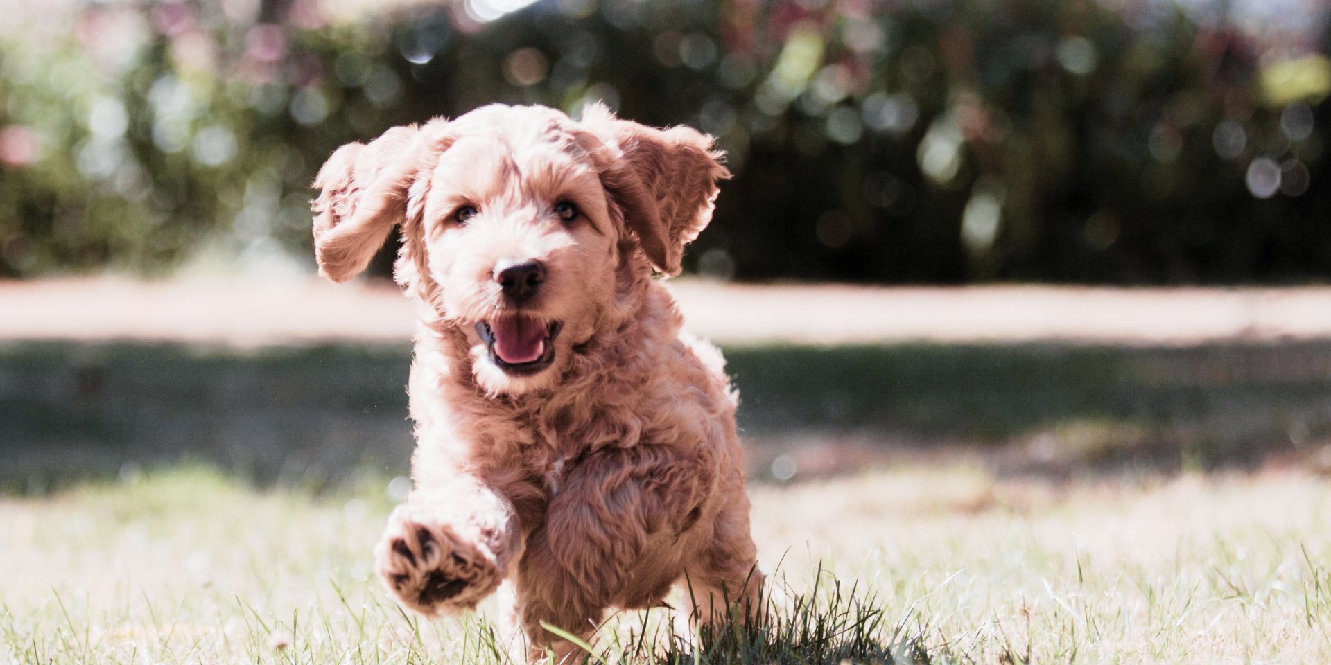 Halsbänder für kleine Hunde