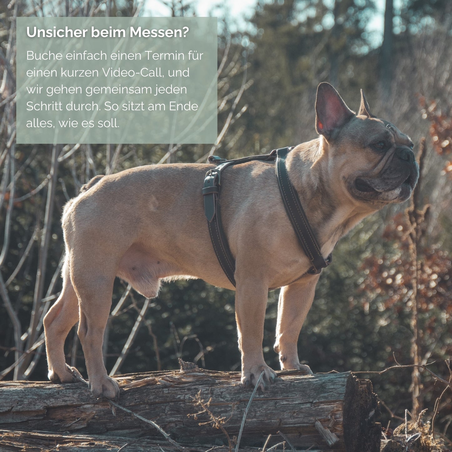 Ledergeschirr 'Wildfang' Cognac
