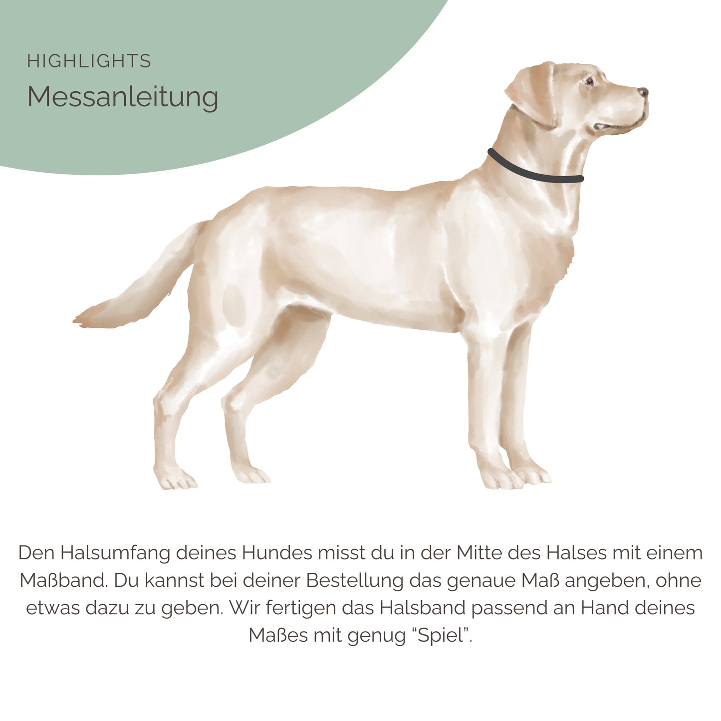 Hundehalsband für Hunde Messeanleitung