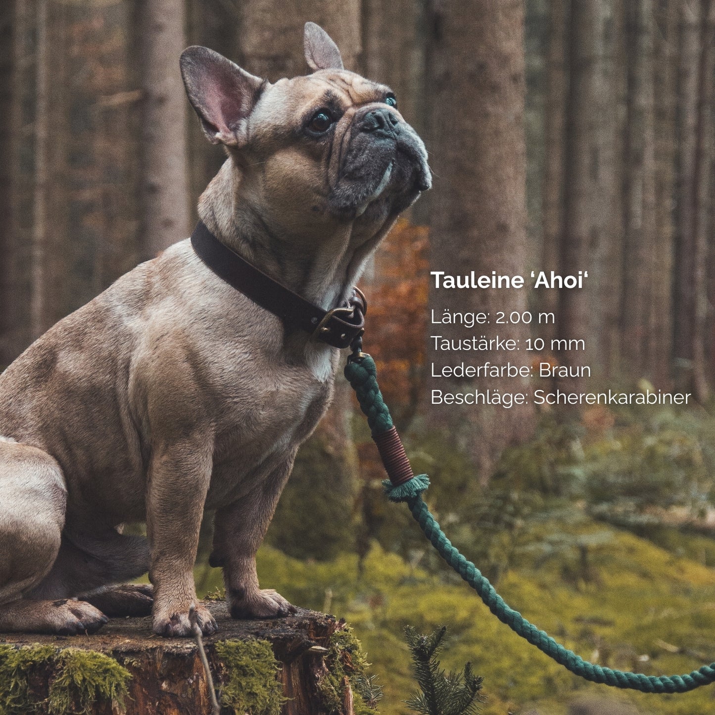 Tauleine 'Ahoi' Waldgrün
