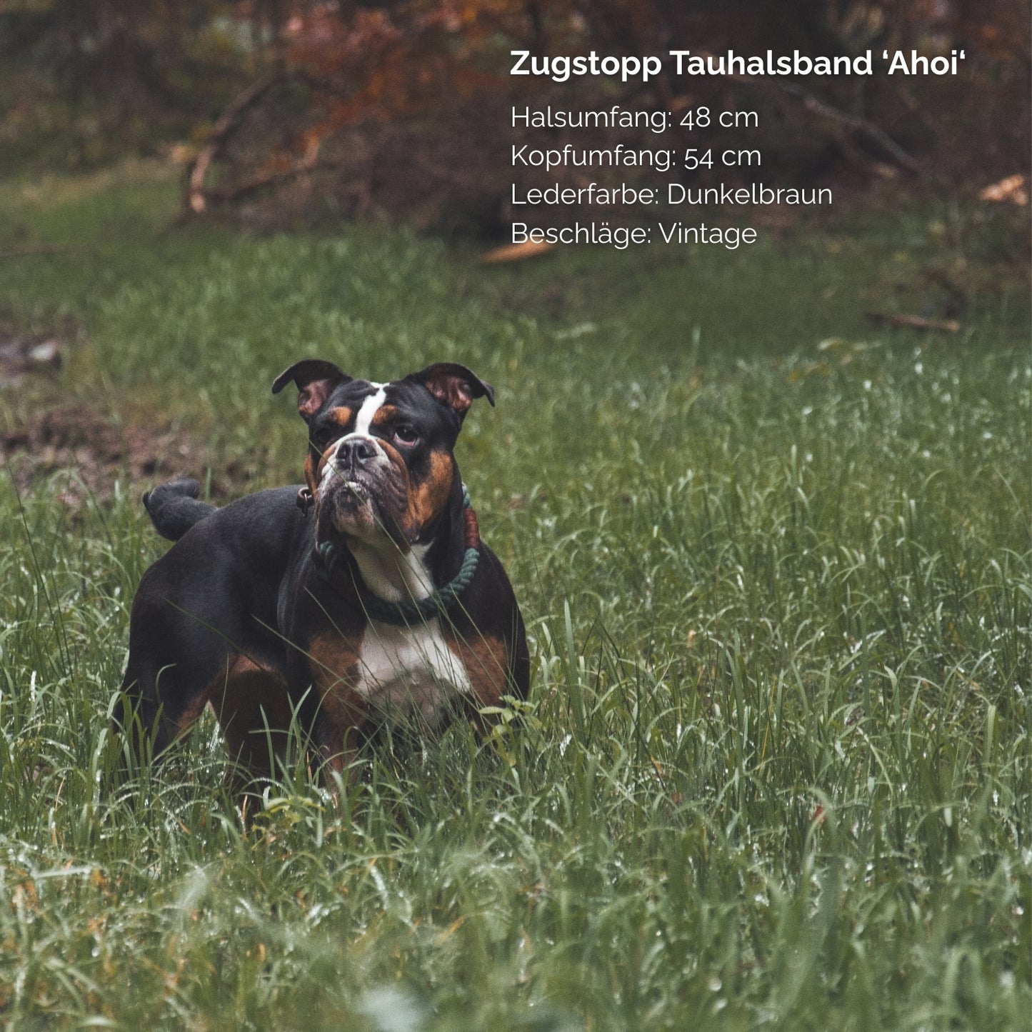 Zugstopp-Tauhalsband 'Ahoi' Waldgrün

